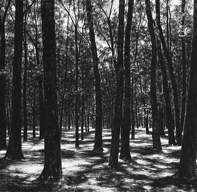 TheWoods.jpg