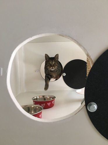 Each Mod Cat Hotel suite has a separate eating area