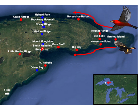 Keweenaw Acoustic Monitoring Study Published in Ecology and Evolution