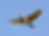 Northern flicker woodpecker glides with wings spread, showing the bright yellow of its underwing and under tail against a clear blue sky.