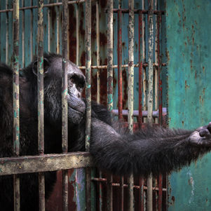 Coming Together to Stop Social Media Animal Cruelty
