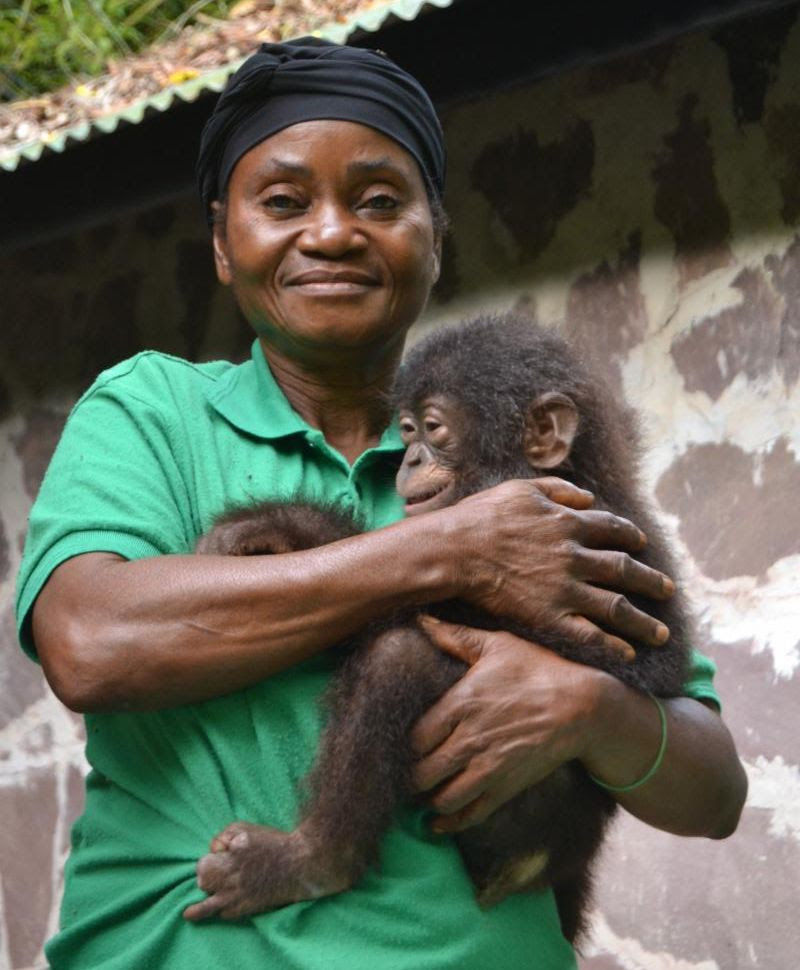Lola ya Bonobo, in DRC, has rescued 9 bonobos despite COVID-19. (Note: Bonobos are not pets; this orphan was assigned to a surrogate mother for caretaking.)