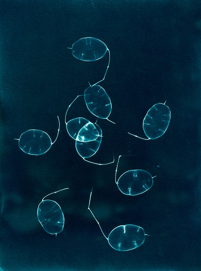 blue, botanical art, cyanotype