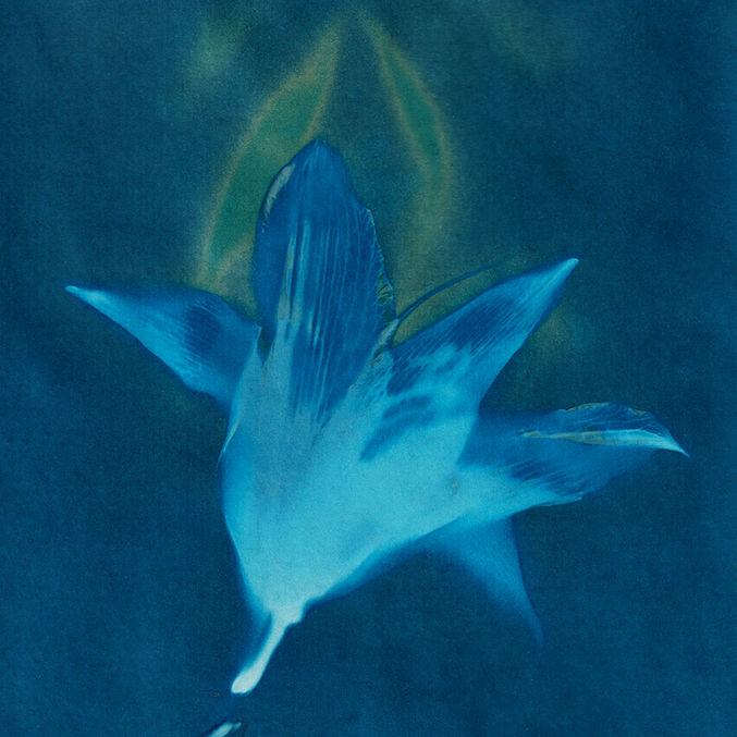cyanotype, alternative photography, cameraless, a day-lily flower on a blue background