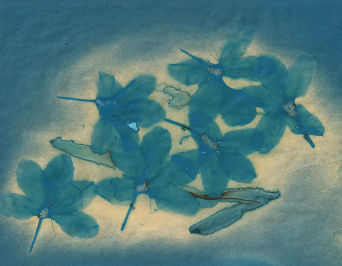cyanotype, art collection, gallery, cameraless. Blue blurry flowers on a pale yellow background