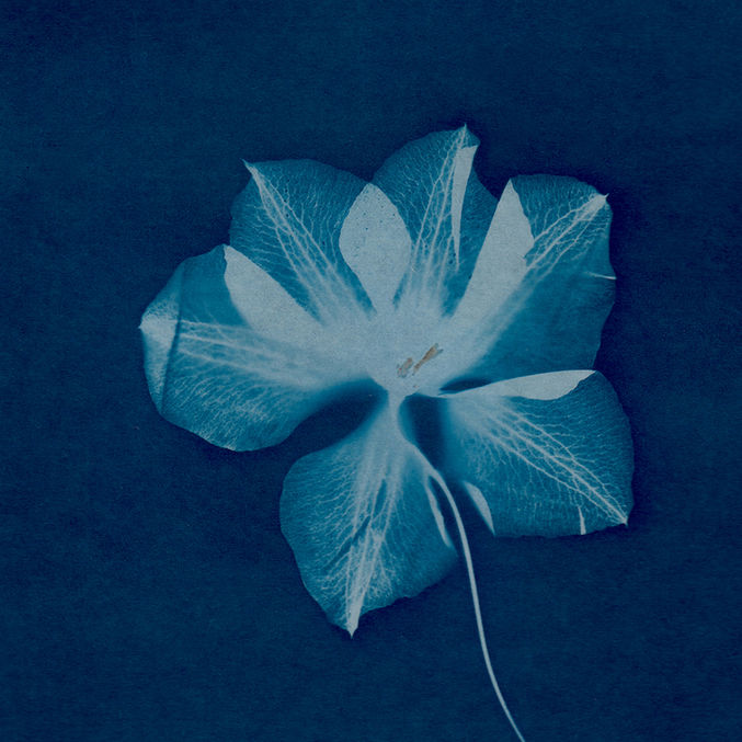 clematis flower, cyanotype, BBK_OWL, blue flower