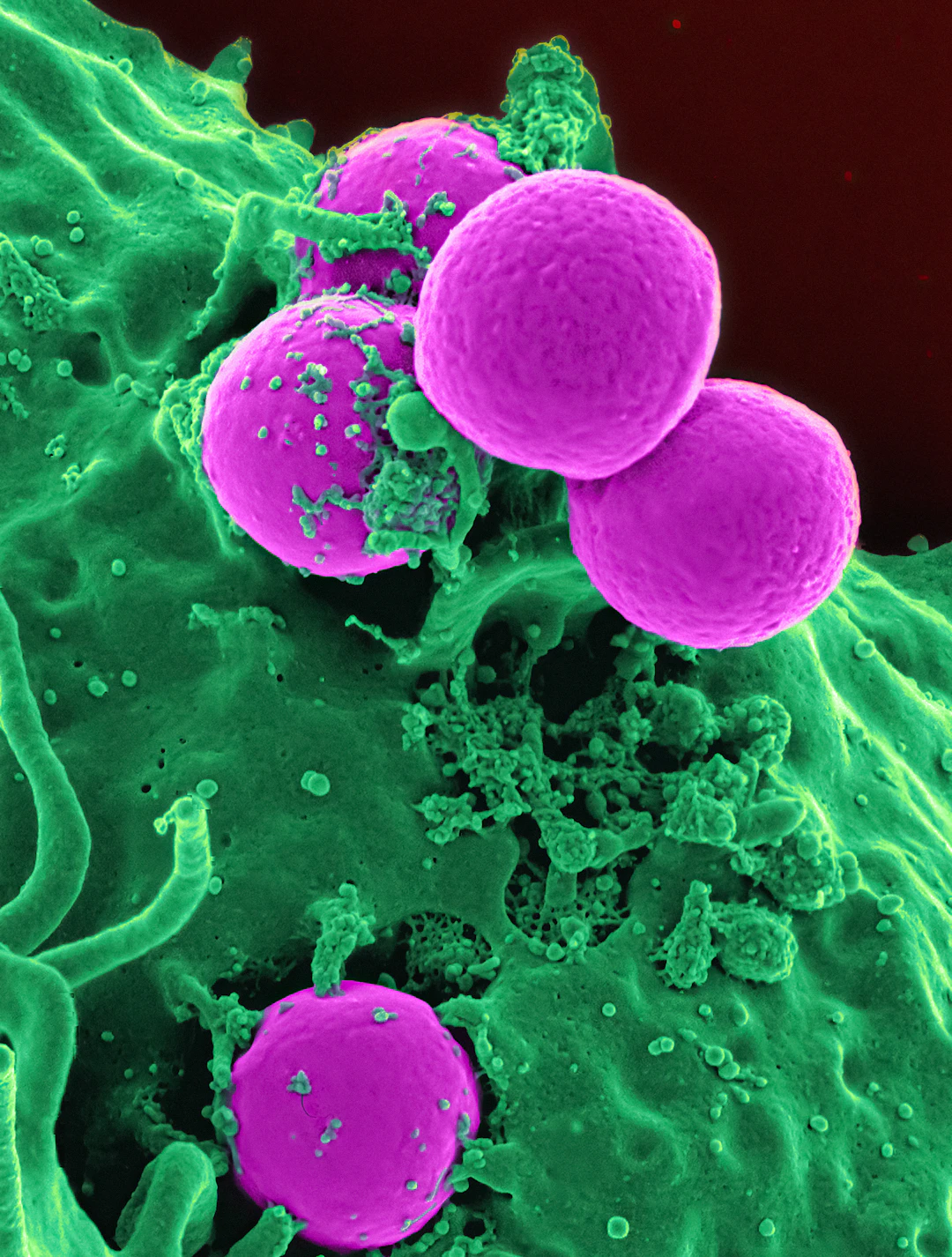 The Impact of Genotoxicity on Drug Development