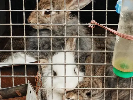 Unlocking the Secrets: Animal Models in Nonclinical Safety Testing