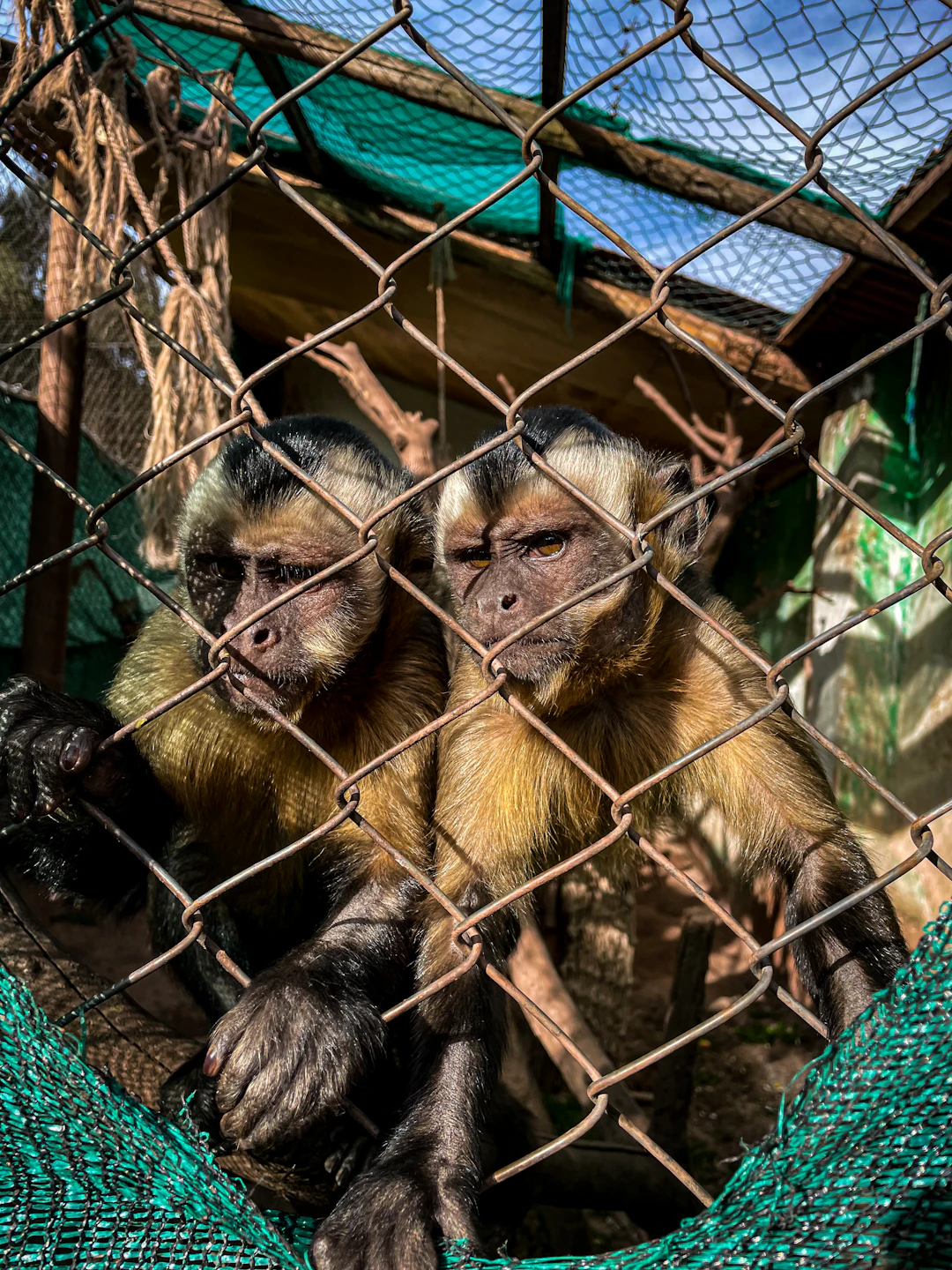 Ethical Considerations in Animal Testing: Navigating a Complex Terrain