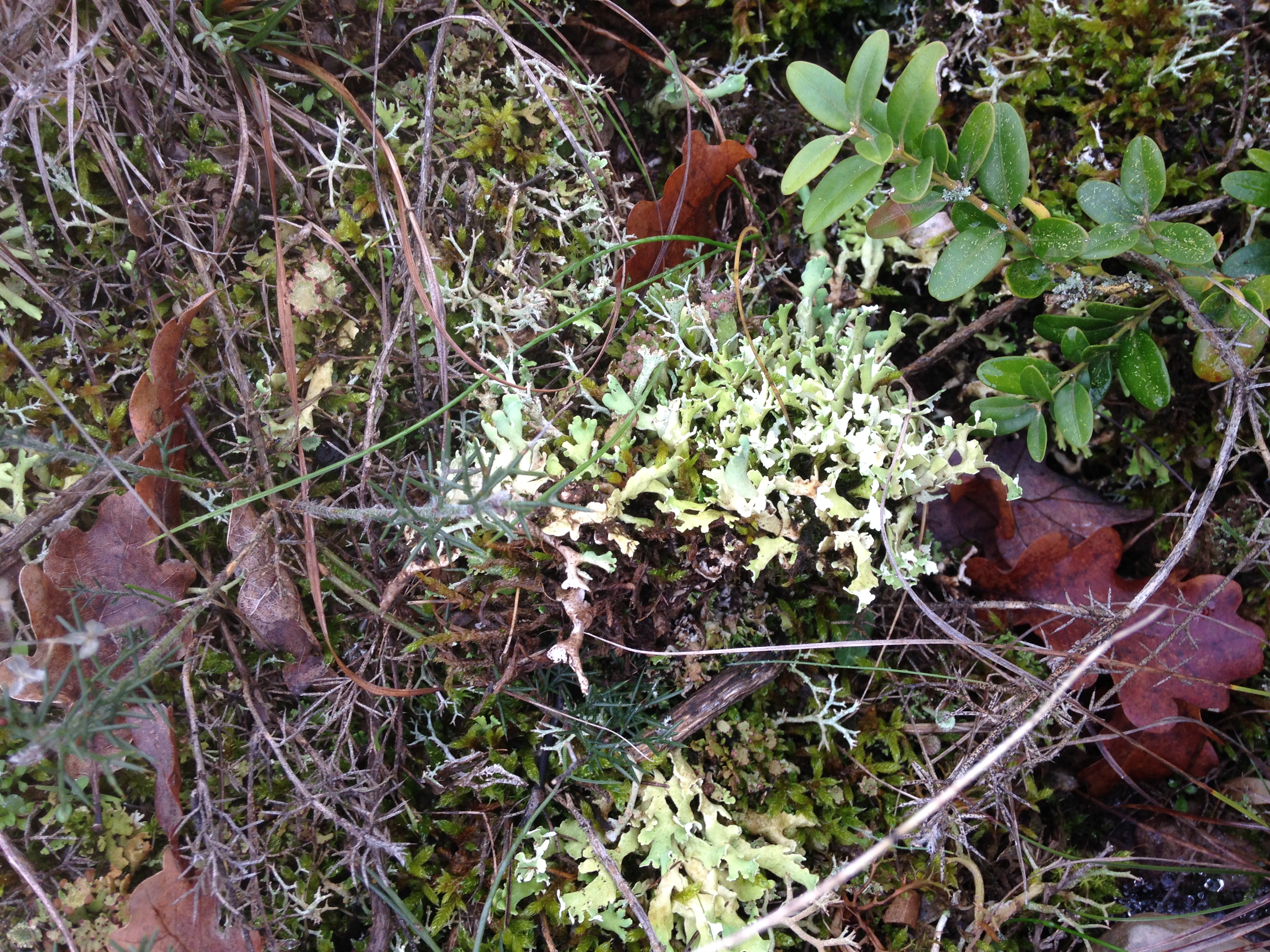 Lichen du Luberon