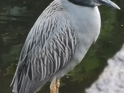 Yellow Crowned Night Heron