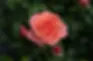The RHS Announces ‘Catherine’s Rose’