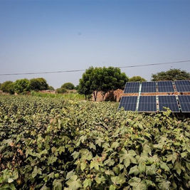 M&S And Pilio Launch ACE Cotton Programme To Reduce Carbon