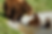 Whipsnade Zoo's Brown Bears Awake From Hibernation