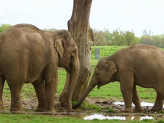Packing Their Trunks