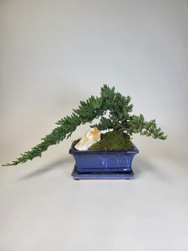 Banzai Bonsai | Johny Mangos