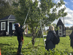 Beskärningskurs Jämtlandsavd.