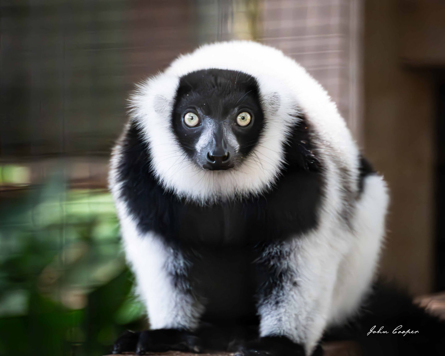 Lemur for web 27 Sep 2025