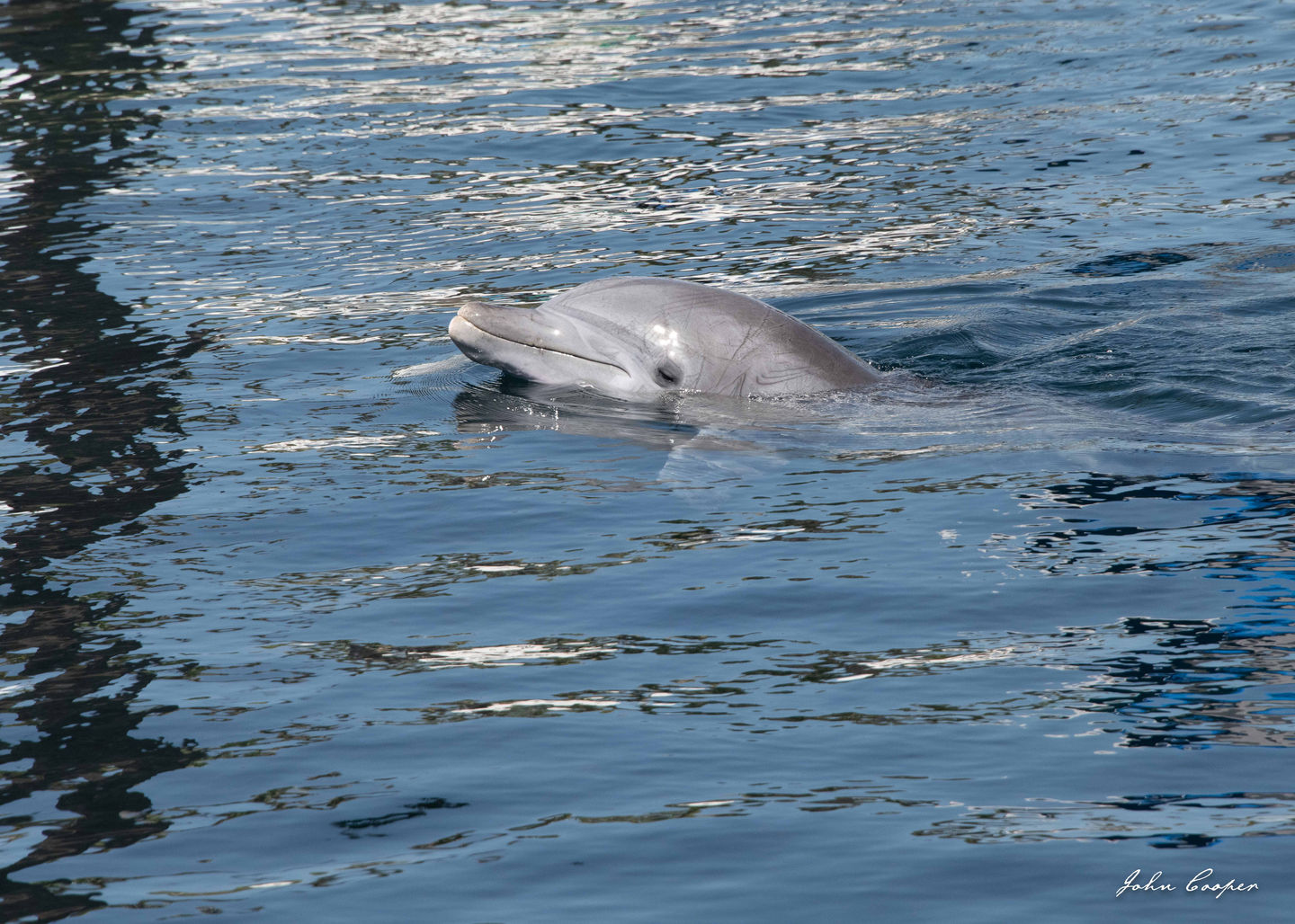 Gulfarium dolphin for website - 28 Aug 2025
