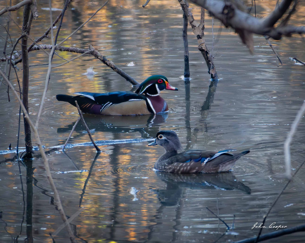 wood duck pair 10 Feb 26