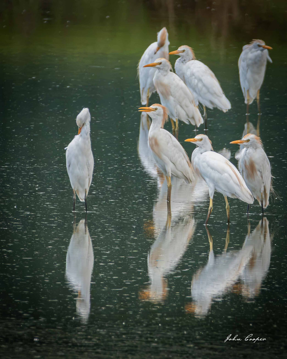 Egrets 7 Aug 26 web