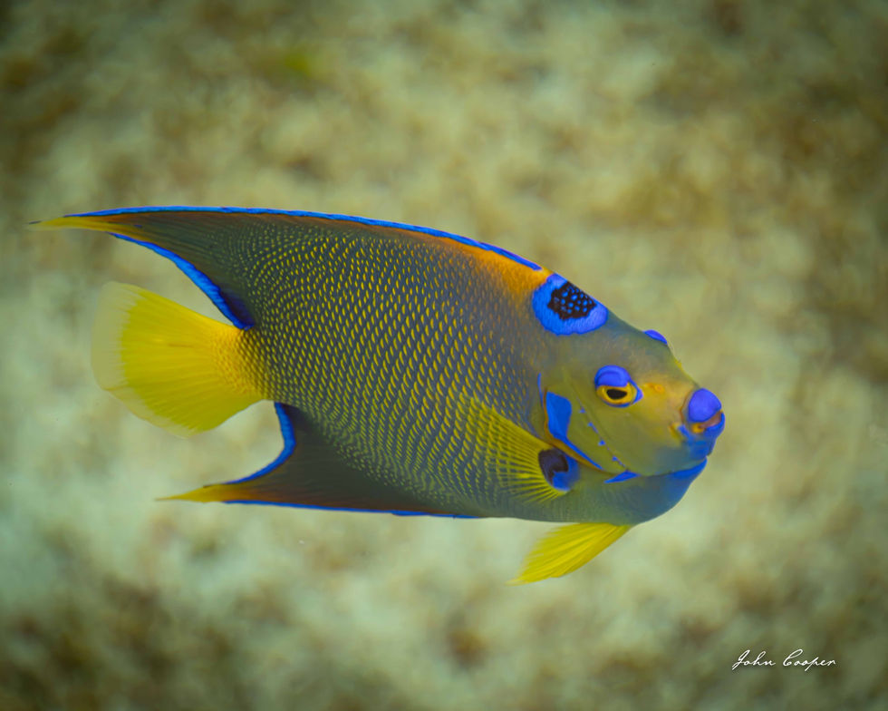 Angel fish 24 Aug 26 web