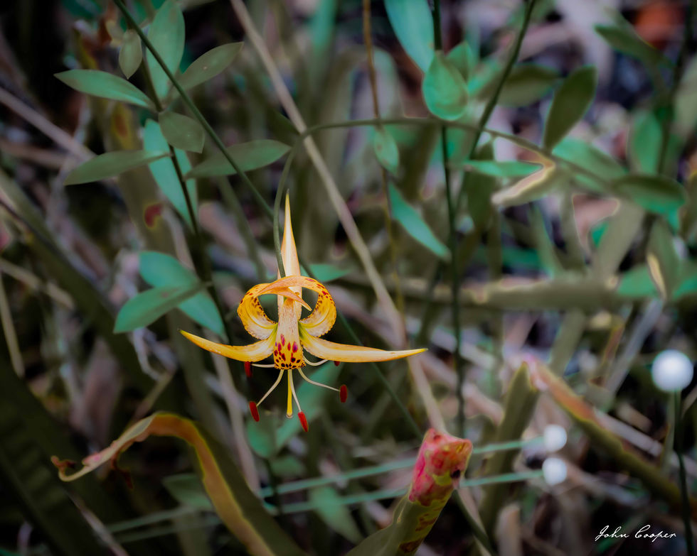 Turks hat plane for web - 1 Aug 25