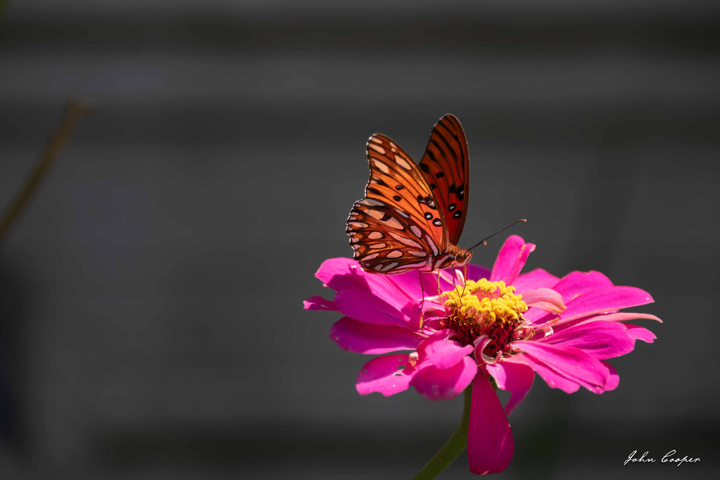 Butterfly for web 26 Sep 2025