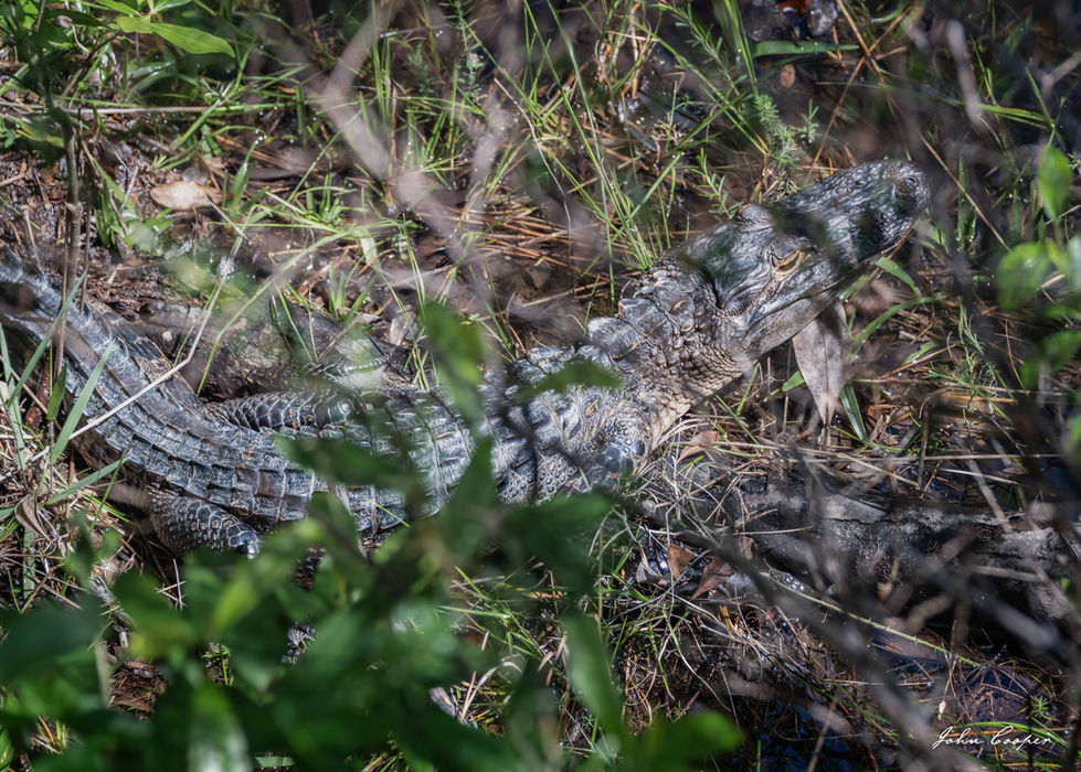 Turkey Creek gator for web - 12 May 25