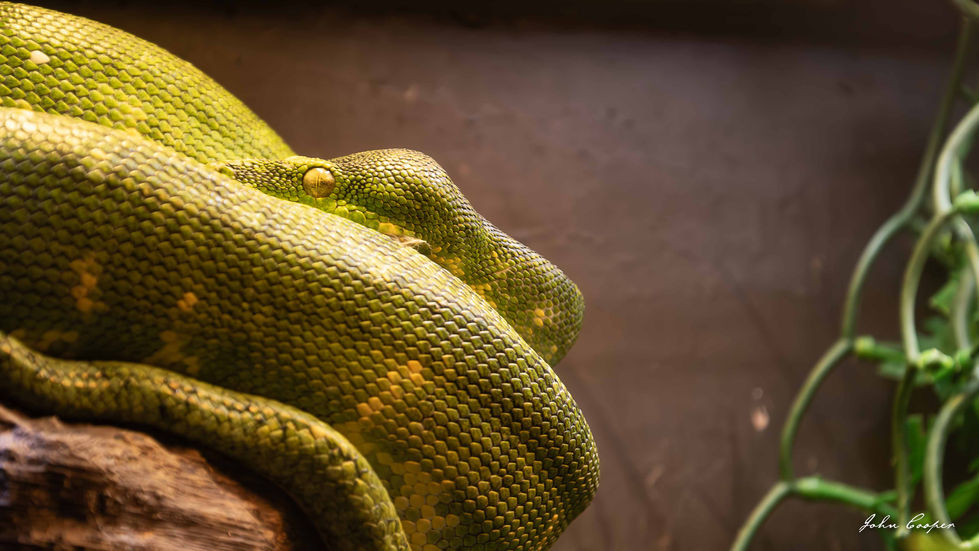 Gulfarium green boa for website - 28 Aug 2025