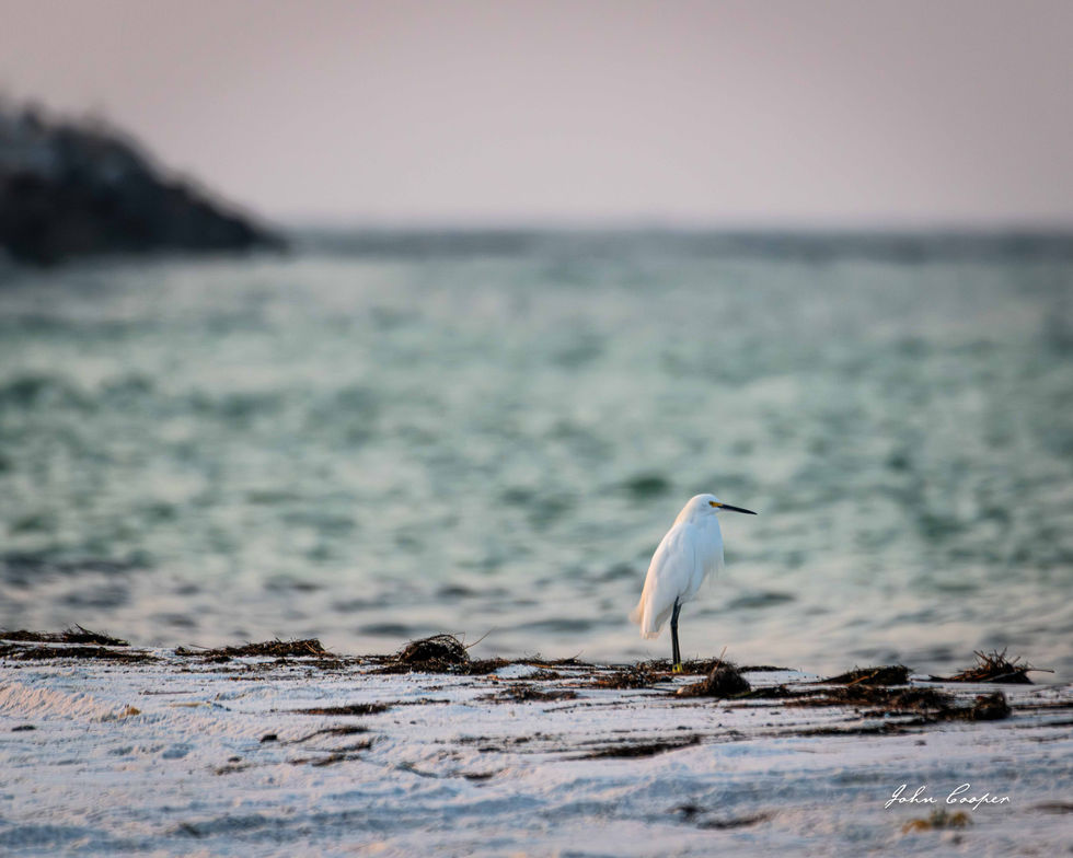 Egret 24 Aug 26 web