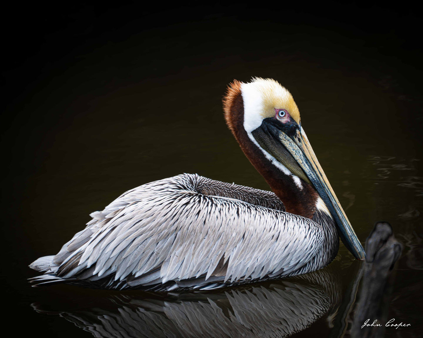Gulfarium Pelican - 28 Aug 2025