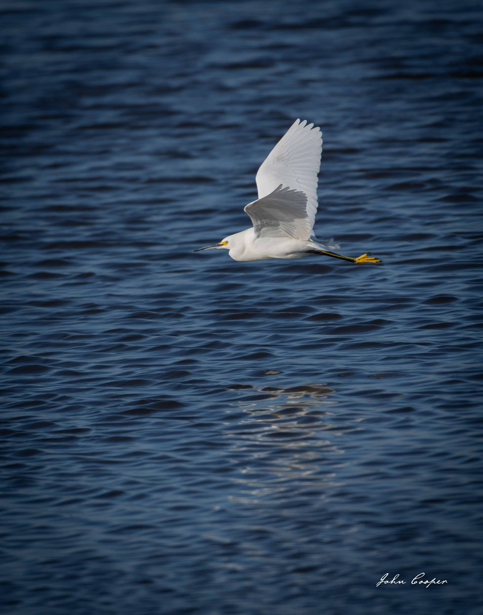 flying egret 6 Feb 26 for web