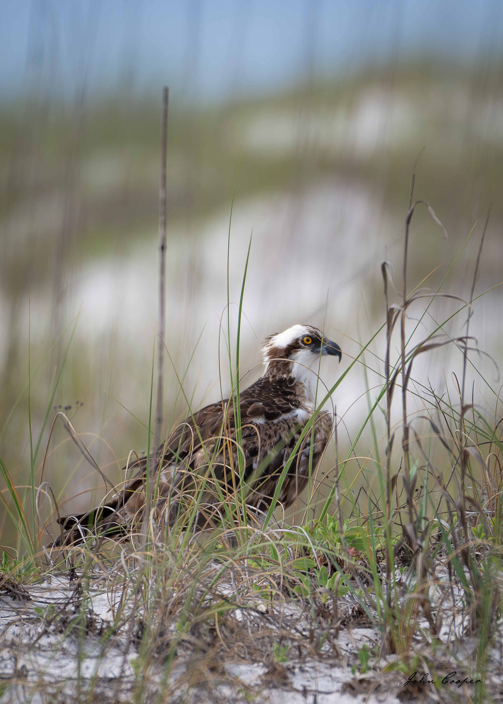 Beach Osprey 25 Apr 25
