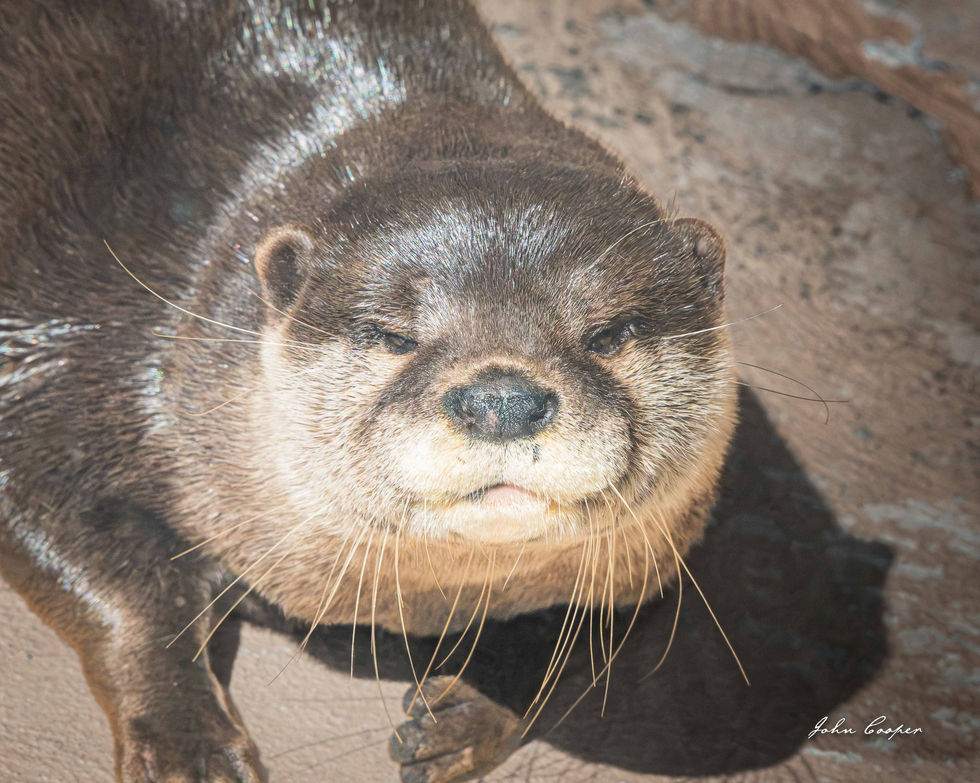 otter 2 24 Aug 26 web