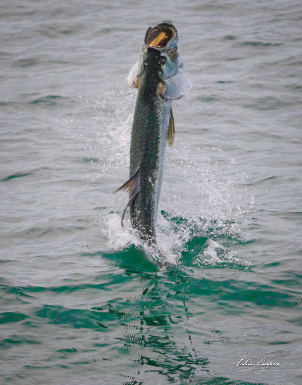 Tarpon_10 Aug 26