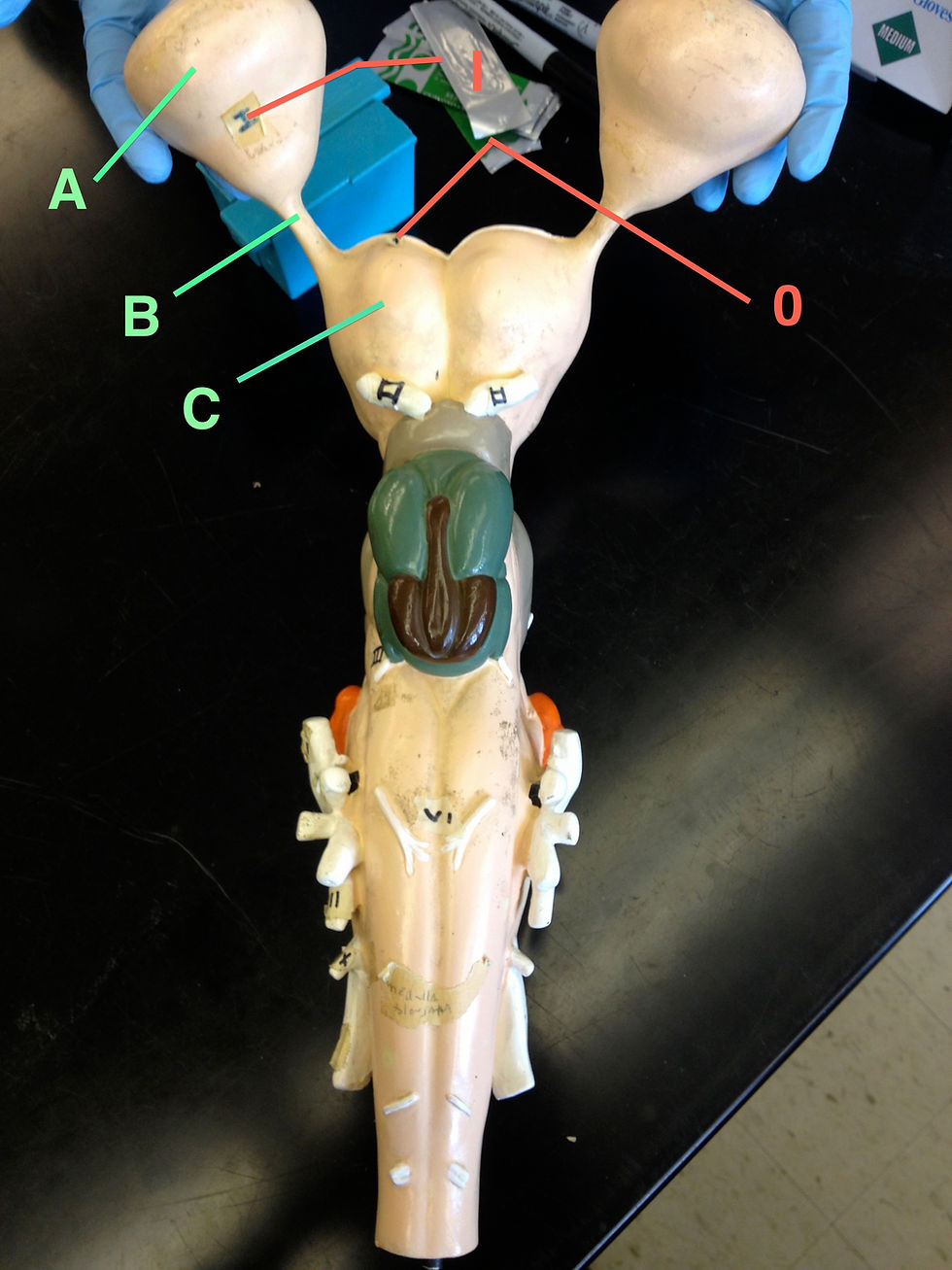 Telencephalon ventral view