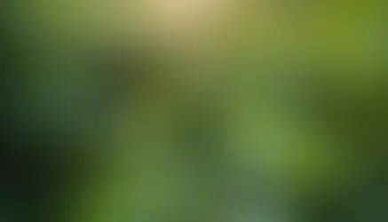 How to Navigate Your Introduction to Cannabis: A Beginner's Step-by-Step Manual