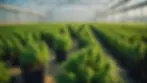 Wide angle view of a cannabis cultivation area