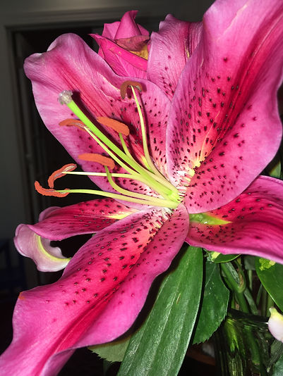 pink lily