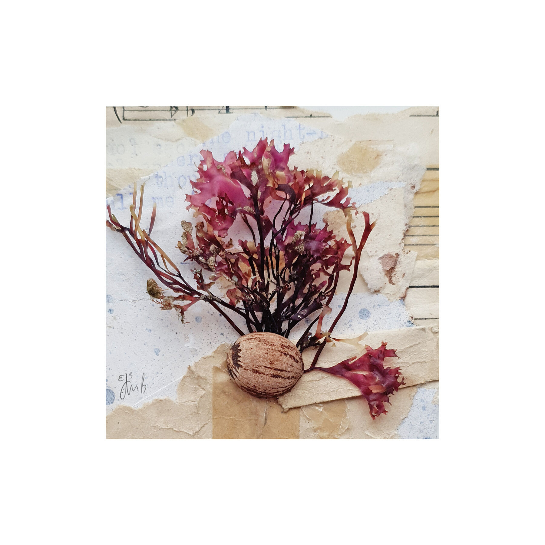 Fine Art Giclée Print - Purple seaweed, driftwood nut collage