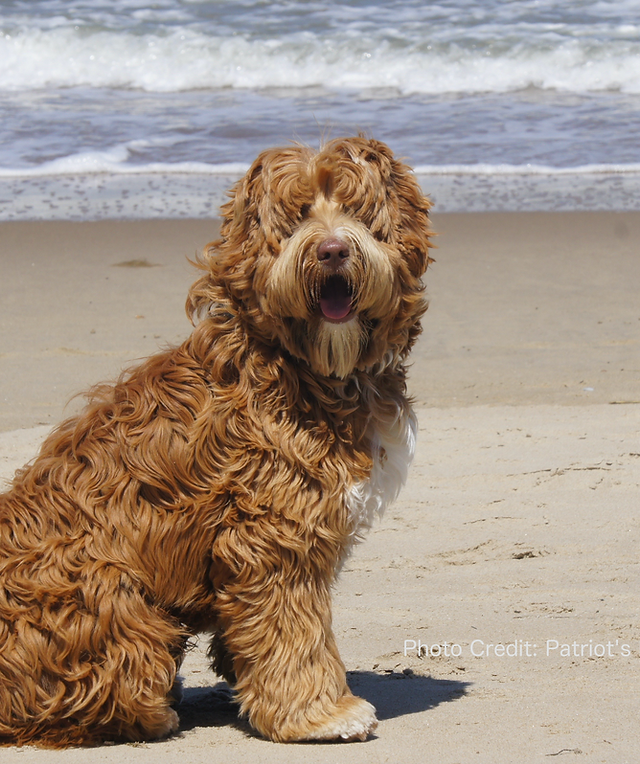 Our Dads | Sweet Tea Australian Labradoodles