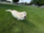 golden puppy running in grass