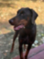 doberman dog standing