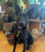 black dog sitting in front of plants