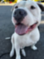 pittie puppy face
