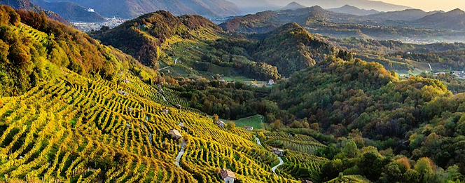 Bellissimo Vino