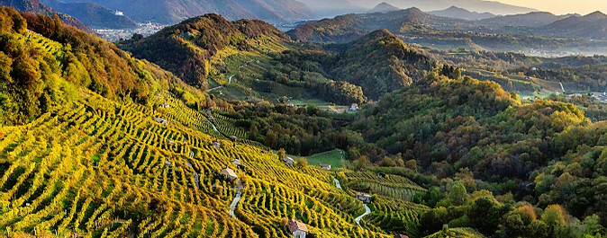 Bellissimo Vino