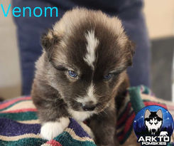 F3 Pomsky puppy , Gibbons Alberta