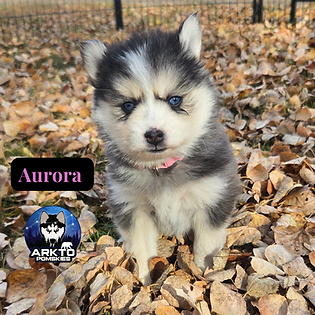 week 5 pomsky puppies (3).png